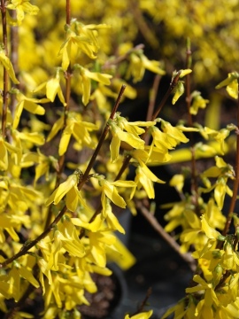 Forsycja pośrednia 'Spectabilis'