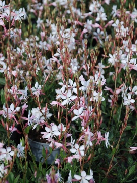 Gaura 'Graceful Blush'