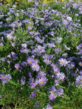 Aster 'Mittelmeer'