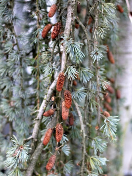  Cedr libański podgat. atlaski 'Glauca Pendula'