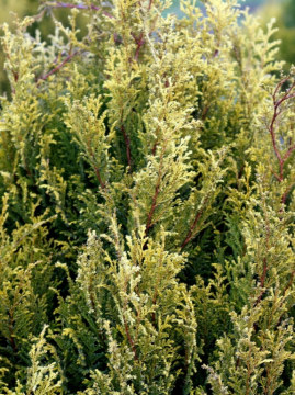 Cyprysik groszkowy 'Plumosa Rogersii' zimą