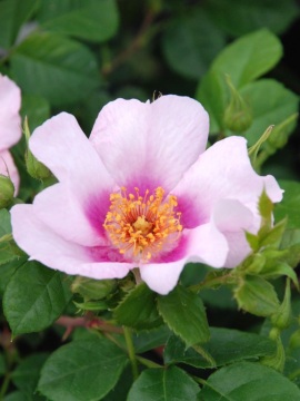 Róża parkowa 'Orienta ® Laila'