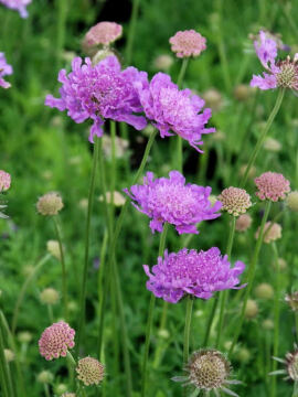 Drakiew gołębia 'Vivid Violet'