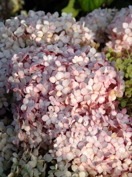 Hortensja 'Pink Annabelle'  - koniec kwitnienia