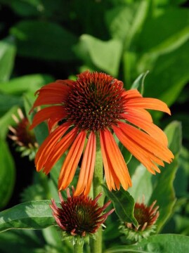 Jeżówka 'Orange Skipper