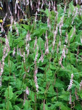 Rdest himalajski 'JS Misty Morning'