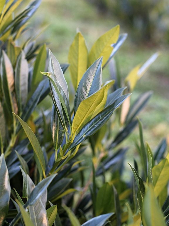 Laurowiśnia wschodnia 'Otto Luyken'