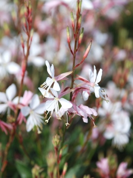 gaura-gracefull-blush-3.JPG