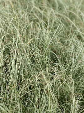 Turzyca włosista 'Amazon Mist'