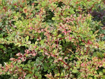 Berberys Thunberga 'Natasza'