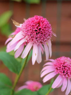 jezowka-pink-double-delight4.jpg