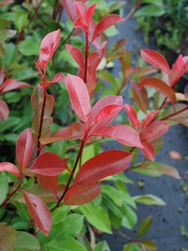 glogownik-red-robin.JPG