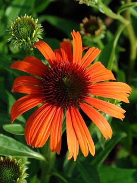 Jeżówka 'Orange Skipper