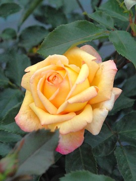 Róża wielkokwiatowa 'Catherine Laborde' PBR