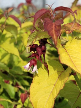 lejcesteria-golden-lanterns.jpg