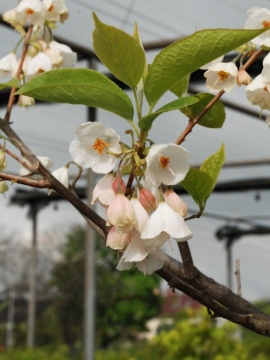 Ośnieża karolińska