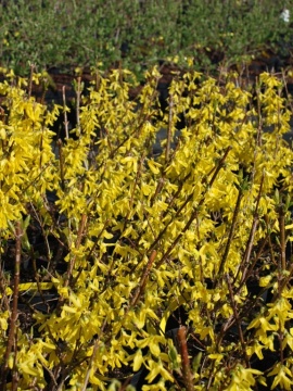 Forsycja pośrednia 'Spectabilis'
