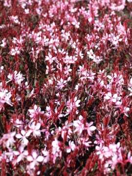 Gaura 'Graceful Light Pink'