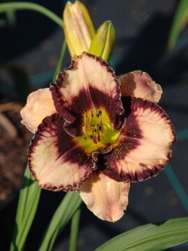 liliowiec-exotic-treasure.JPG