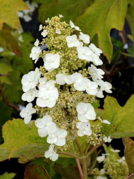Kwiat hortensji dębolistnej 'Flemygea' SNOW QUEEN