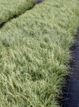 Turzyca włosista 'Amazon Mist'