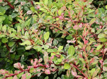 Berberys Thunberga 'Natasza'