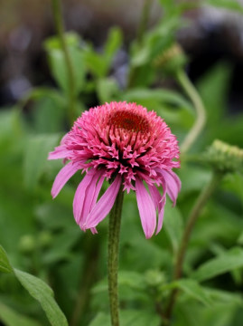 Jeżówka 'Pink Double Delight'