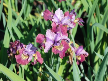 Kosaciec syberyjski 'Miss Apple'