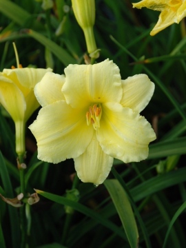 Liliowiec 'Fragrant Returns'