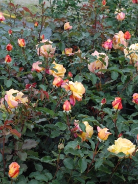 Róża wielkokwiatowa 'Catherine Laborde' PBR