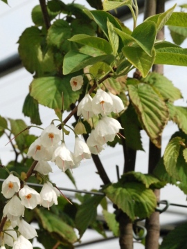 Ośnieża karolińska