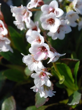 bergenia-angel-kiss.JPG