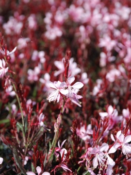 Gaura 'Graceful Light Pink'