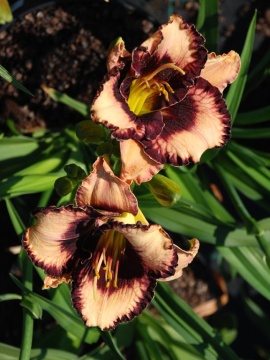 Liliowiec 'Exotic Treasure'