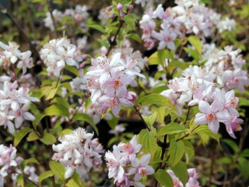 Żylistek mieszańcowy 'Mont Rose'