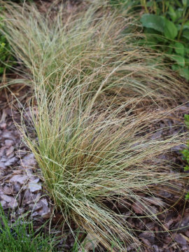 Turzyca włosista 'Amazon Mist'