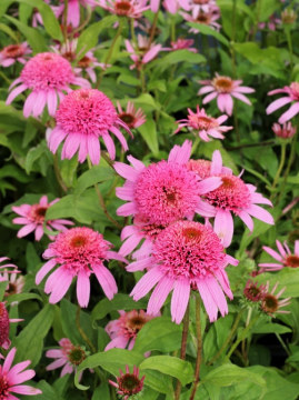 Jeżówka 'Pink Double Delight'
