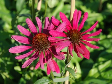 Jeżówka 'Sweet Meadow Mama'