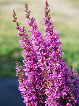 Krwawnica 'Luminara Lilac'
