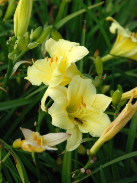 Liliowiec 'Fragrant Returns'