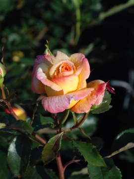 Róża wielkokwiatowa 'Catherine Laborde' PBR