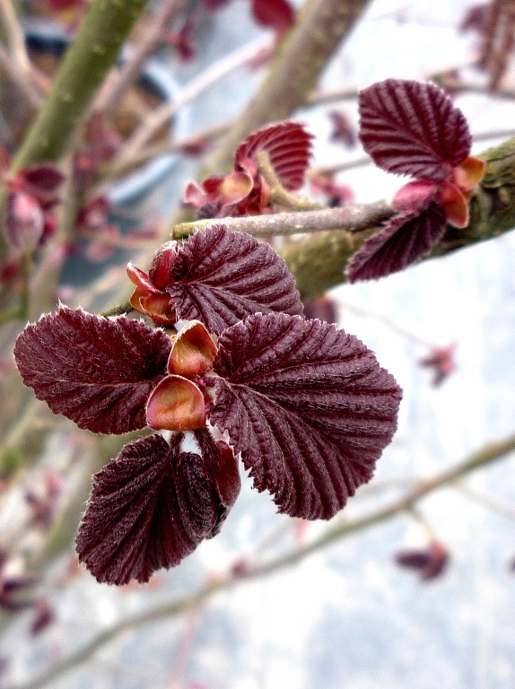 Leszczyna południowa 'Purpurea''