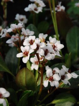 Bergenia 'Dragonfly™ 'Angel Kiss'