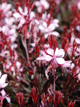 Gaura 'Graceful Light Pink'