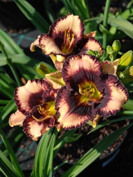 Liliowiec 'Exotic Treasure'