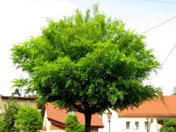 robinia-akacjowa-umbraculifera.jpg