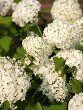 Hortensja drzewiasta 'Annabelle'