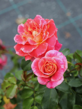 Róża rabatowa 'Airbrush' PBR