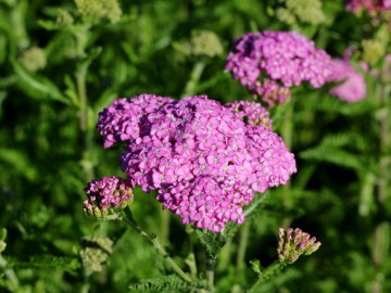 Krwawnik pospolity 'Apple Blossom'