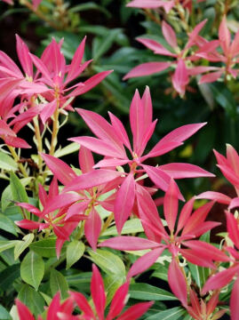 Pieris_Forest_Flame_1.jpg